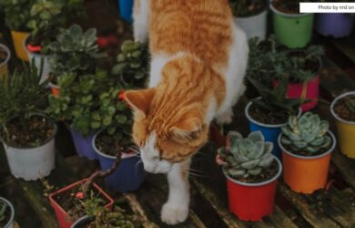Photo by nrd on Unsplash