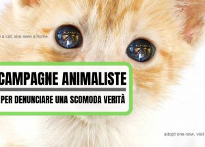 Campagne Animaliste di denuncia (1)