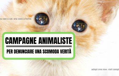 Campagne Animaliste di denuncia (1)